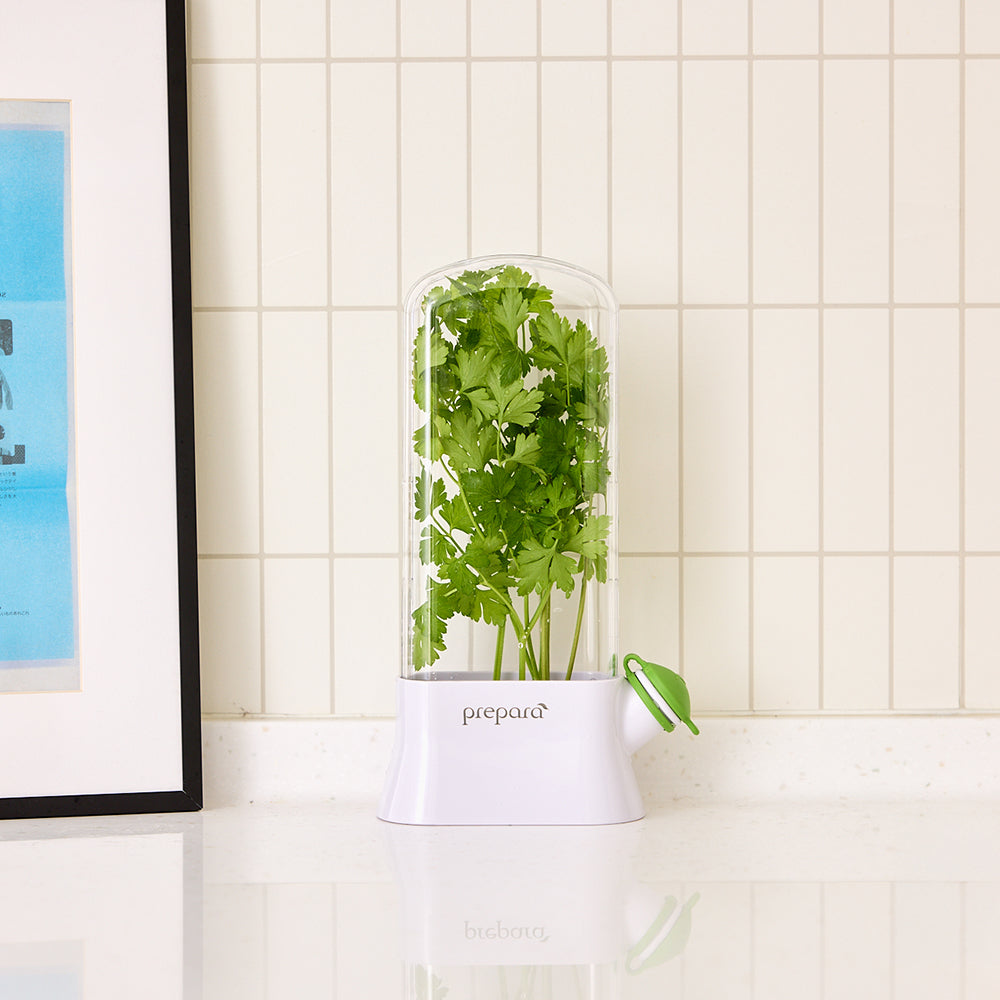 香草植物保鮮盒(2號)